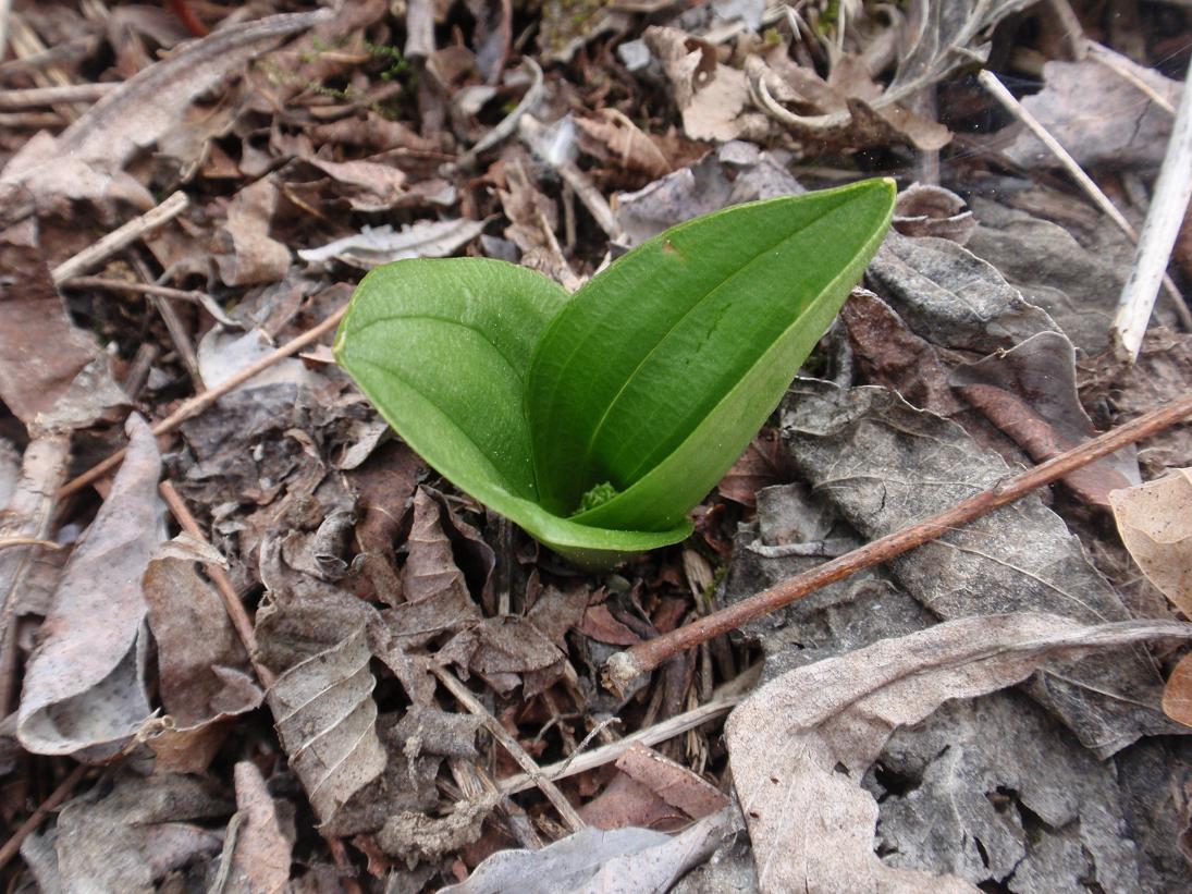 Prime Listera ovata