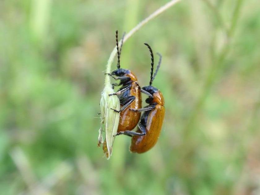 Exosoma lusitanicum in accoppiamento