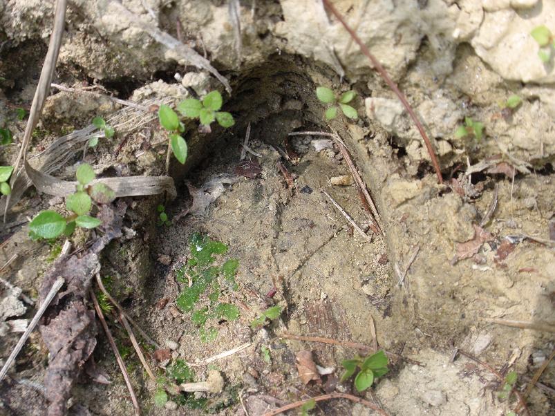 Corteccia pino raschiata