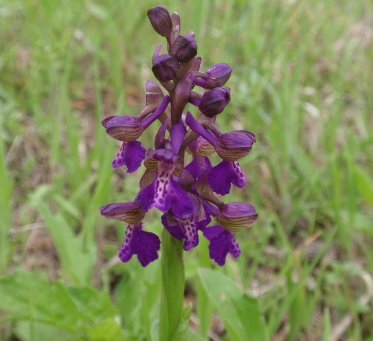 Anacamptis morio / Orchide minore
