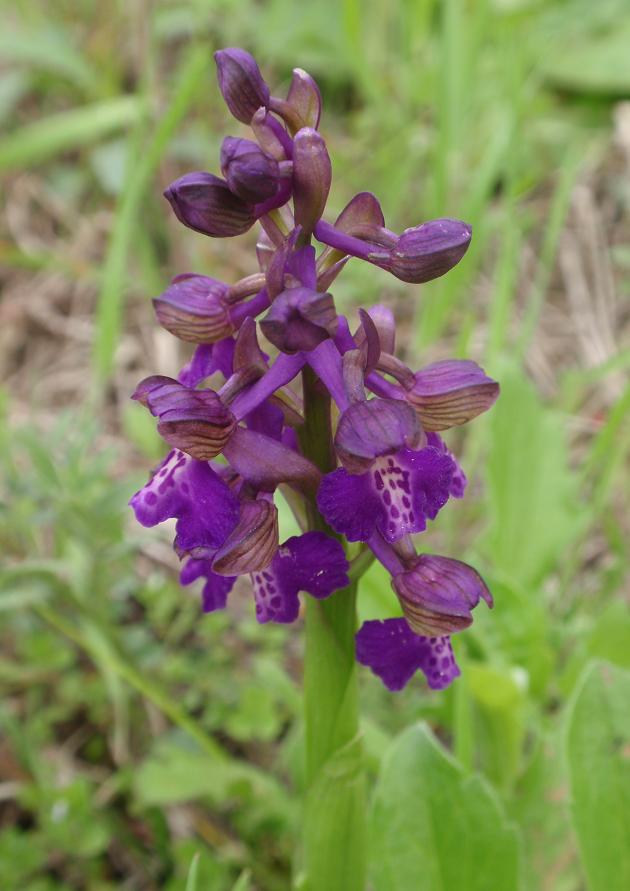 Anacamptis morio / Orchide minore
