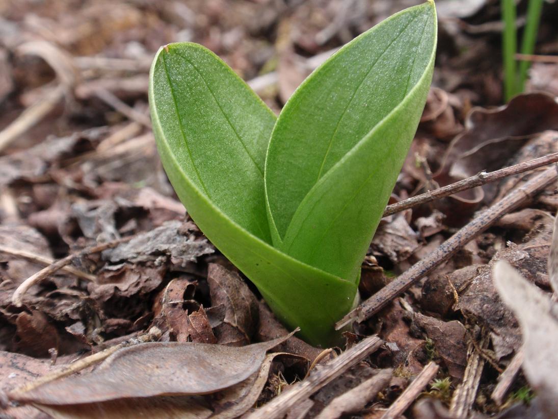 Prime Listera ovata
