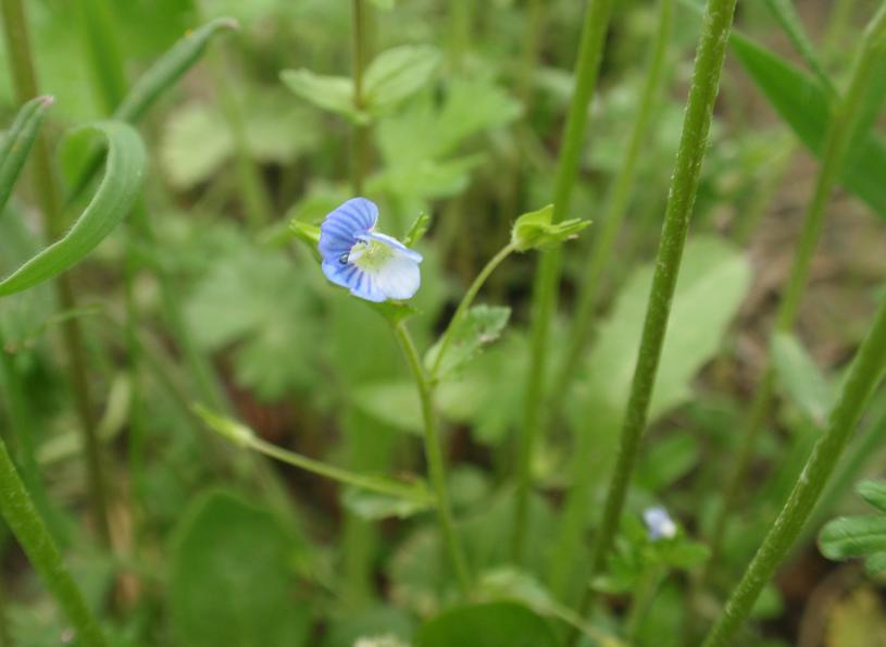 Fiori  tra le colline astigiane: Veronica sp.