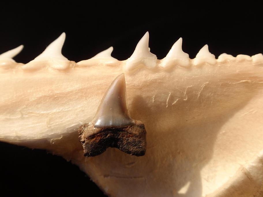 Mandibola di Isurus oxyrhincus... attuale e fossile!