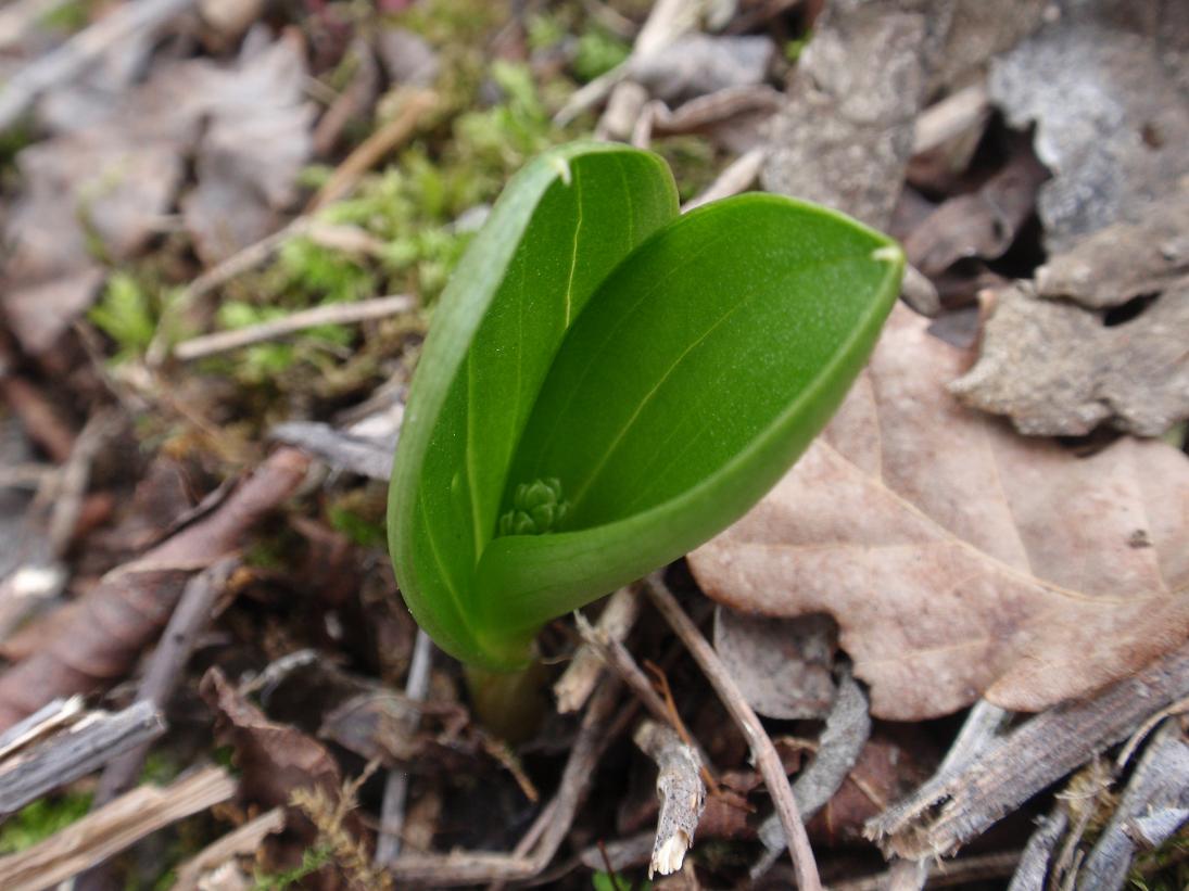Prime Listera ovata