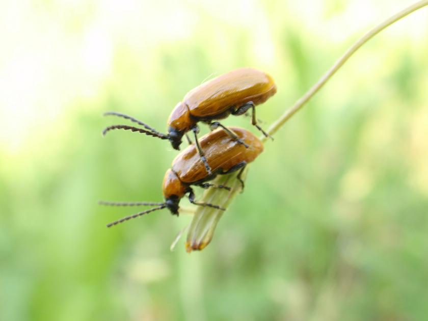 Exosoma lusitanicum in accoppiamento