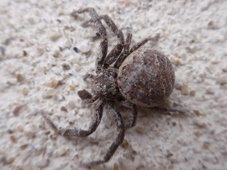 Xysticus sp.