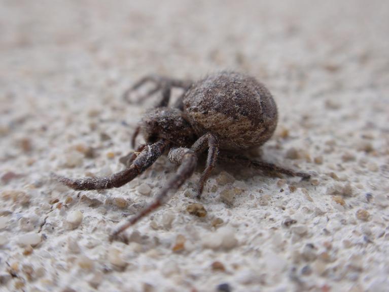 Xysticus sp.