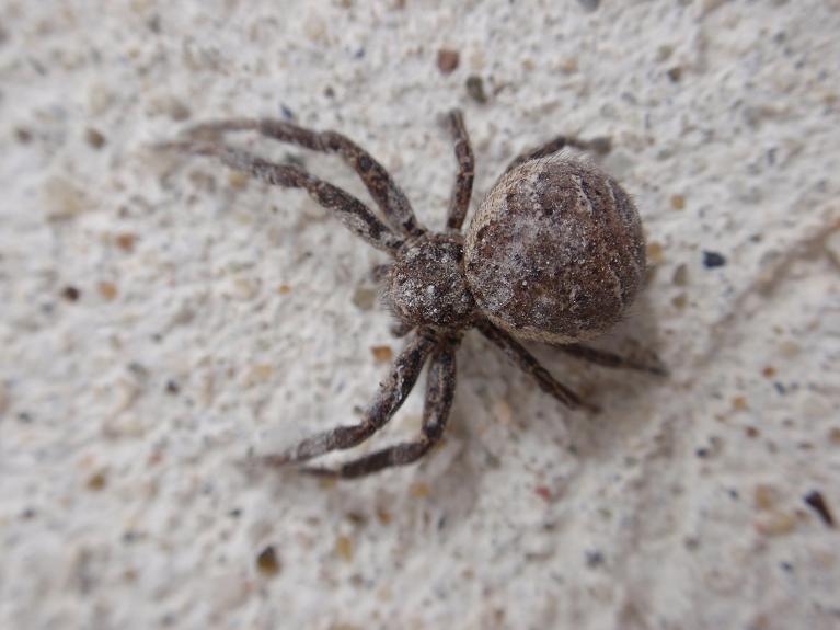 Xysticus sp.