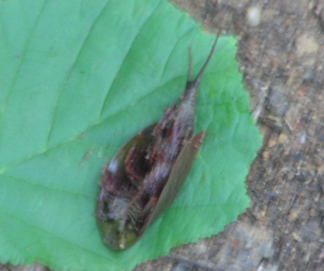 Triops cancriformis