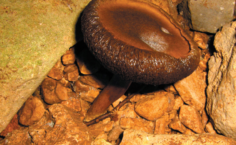 Aiuto determinazione specie funghi  x bollettino speleo