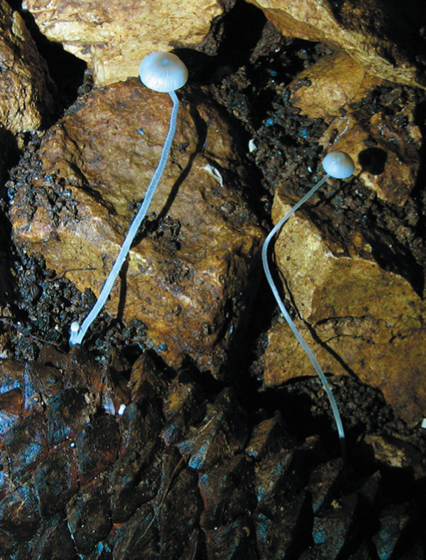 Aiuto determinazione specie funghi  x bollettino speleo