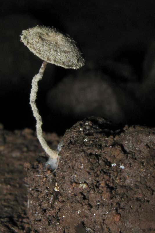 Altra grotta...altri funghi