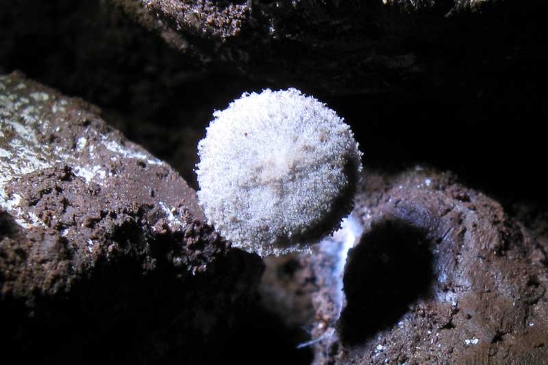 Altra grotta...altri funghi