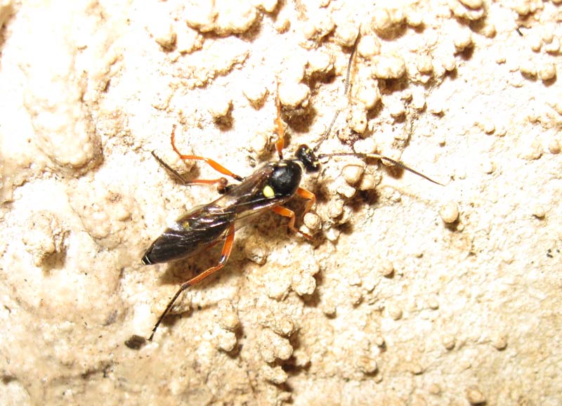 femmina di Diphyus quadripunctatus (Ichneumonidae)