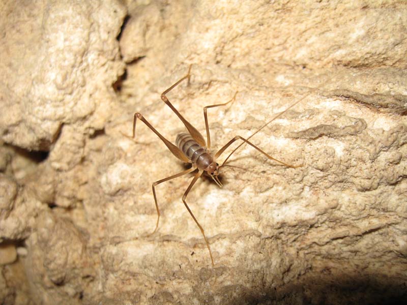 Dolichopoda geniculata