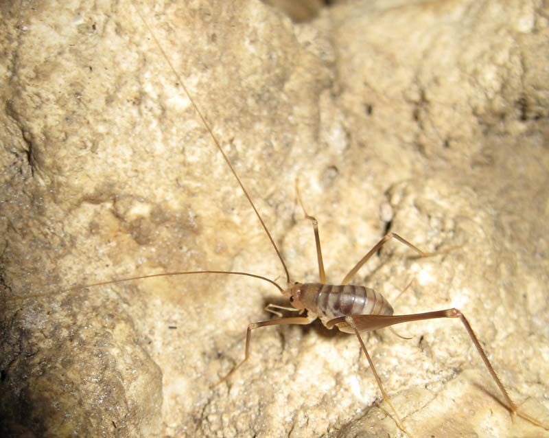 Dolichopoda geniculata