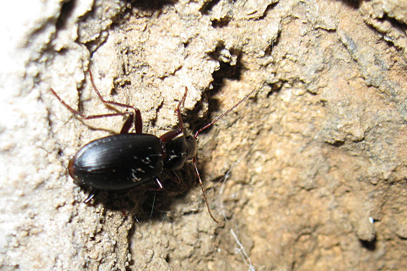 identificazione carabide troglofilo - Laemostenus latialis