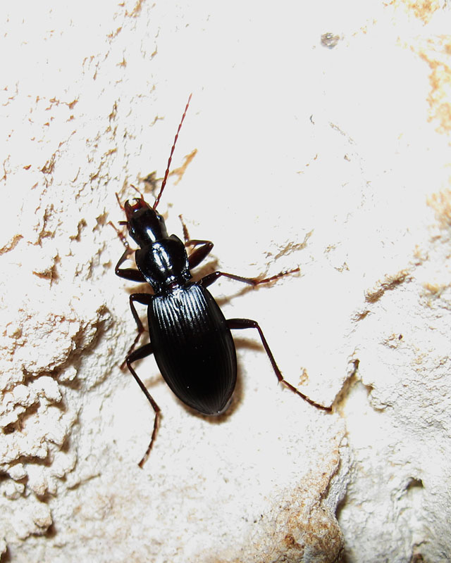 identificazione carabide troglofilo - Laemostenus latialis