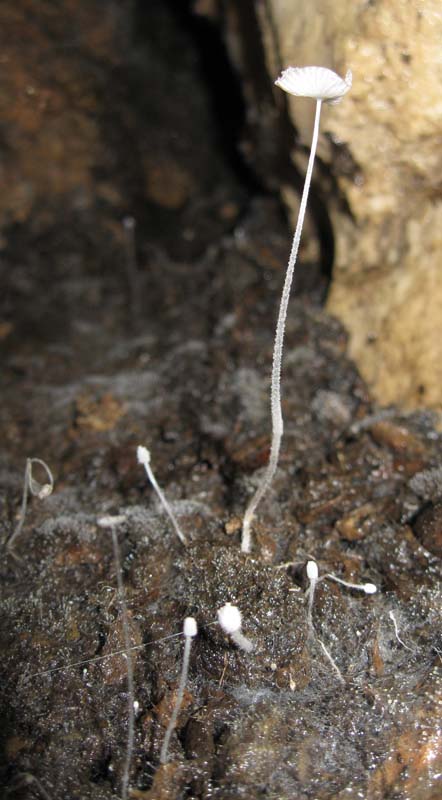 Funghi in grotta