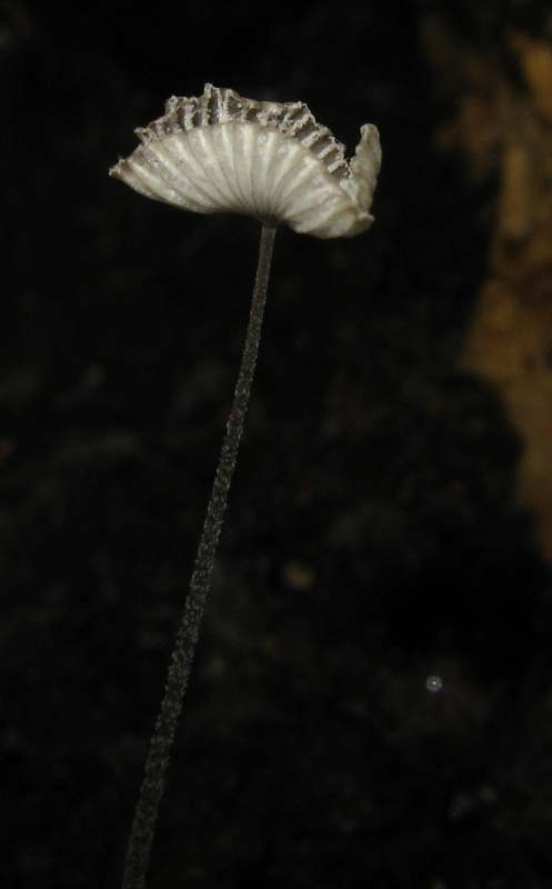 Funghi in grotta