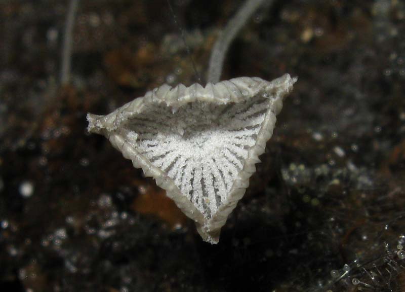 Funghi in grotta