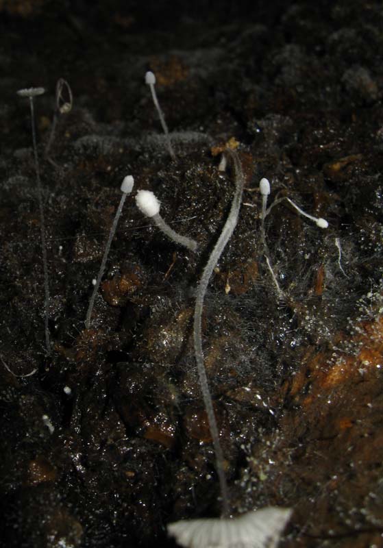 Funghi in grotta