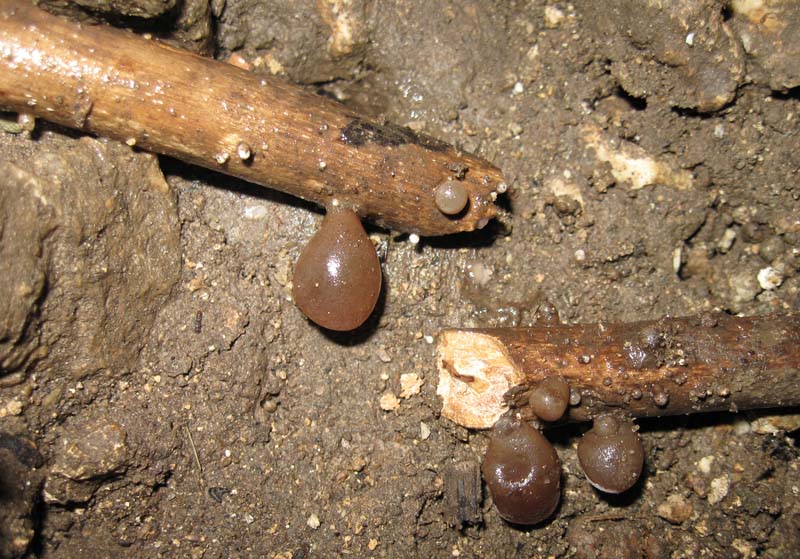 Funghi in grotta