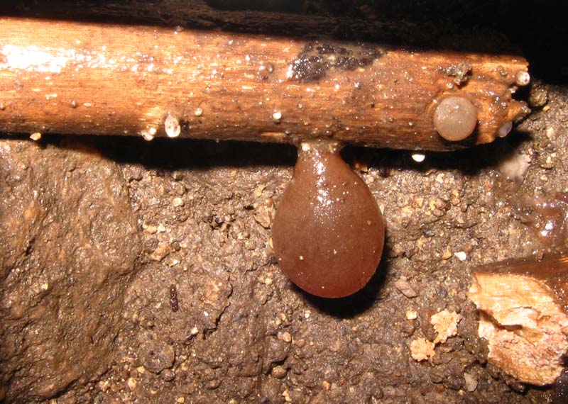 Funghi in grotta