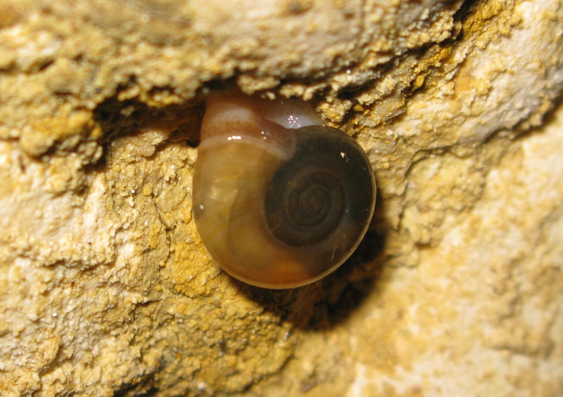 Oxychilus?????