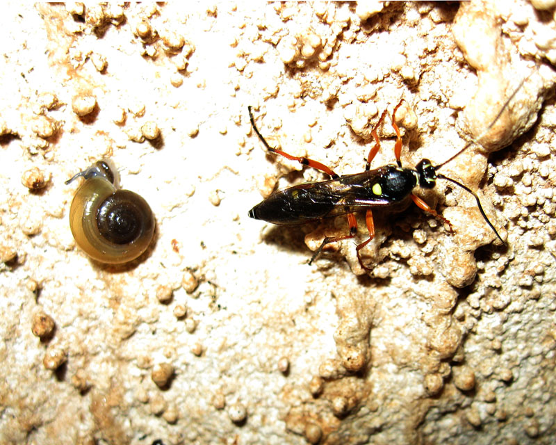 femmina di Diphyus quadripunctatus (Ichneumonidae)