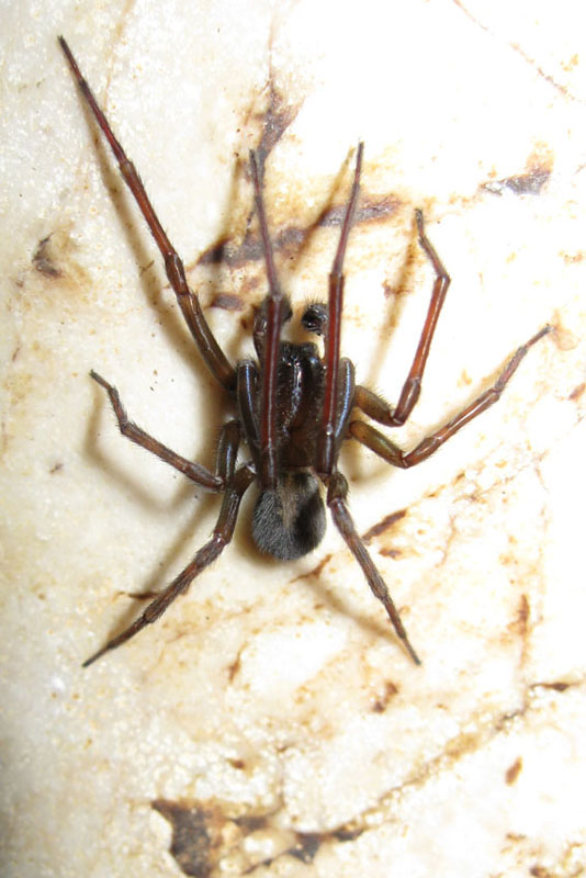 Amaurobiidae e Meta sp.