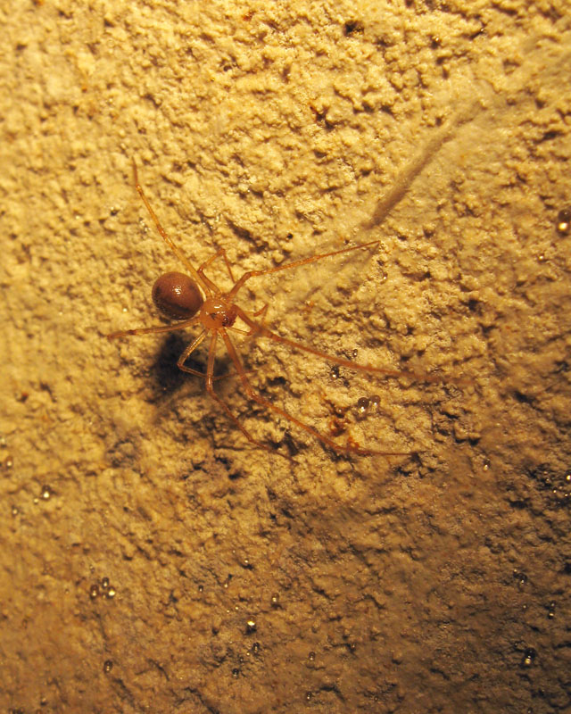 Nesticus sp.