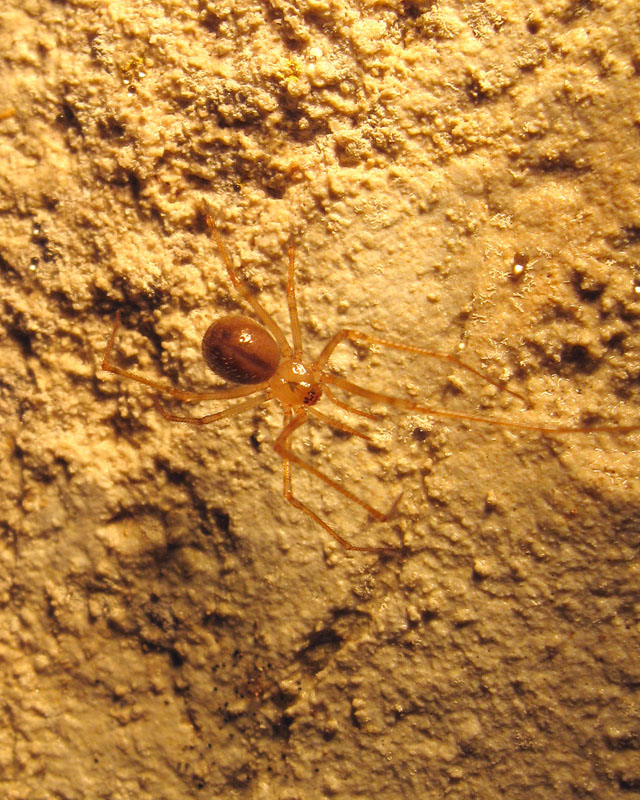 Nesticus sp.