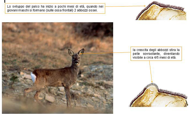 caprioli , riserva La Fagiana Parco del Ticino, lombardia