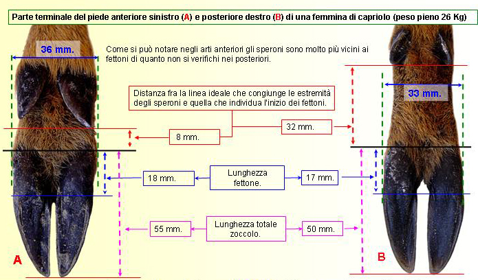 impronte di cinghiale e daino ???