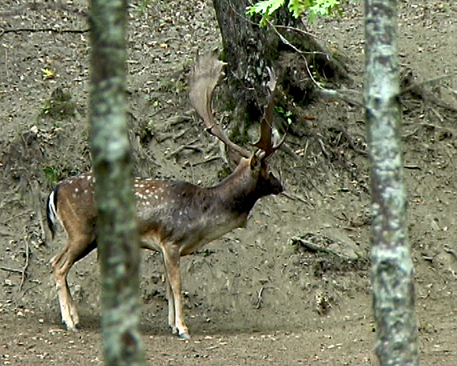 Alcuni palanconi per Giacomo