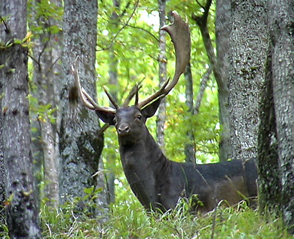 Alcuni palanconi per Giacomo