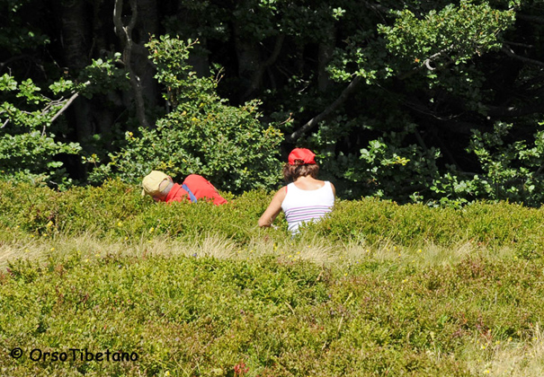 Maleducazione ambientale