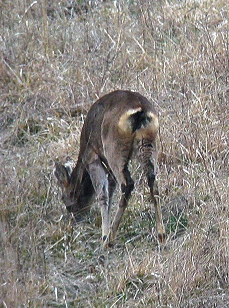 Patologia di capriolo