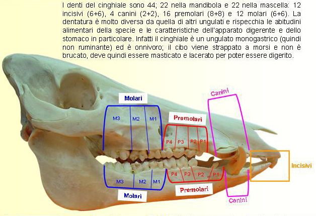 Il cranio degli animali