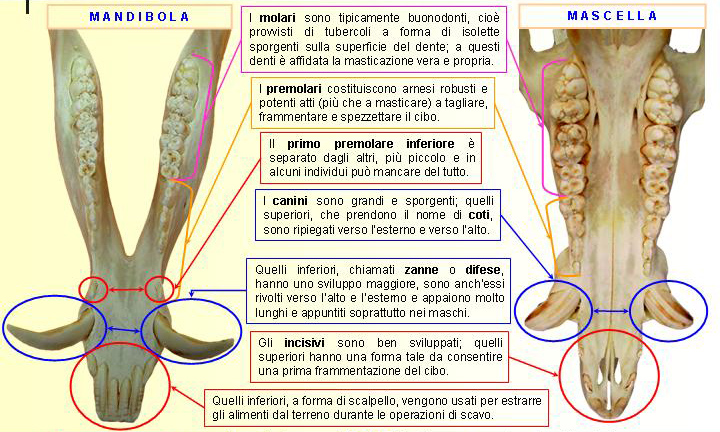 Il cranio degli animali