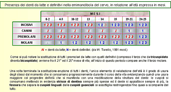 PASSIONE PER IL CERVO