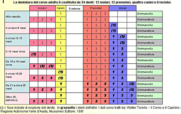 PASSIONE PER IL CERVO