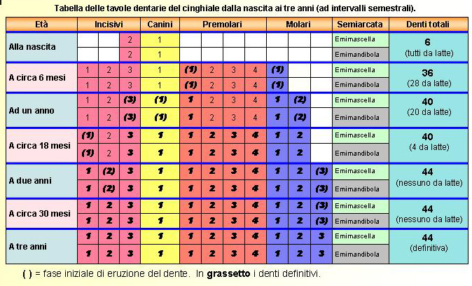 cranio di?Cinghiale