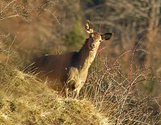 PASSIONE PER IL CERVO