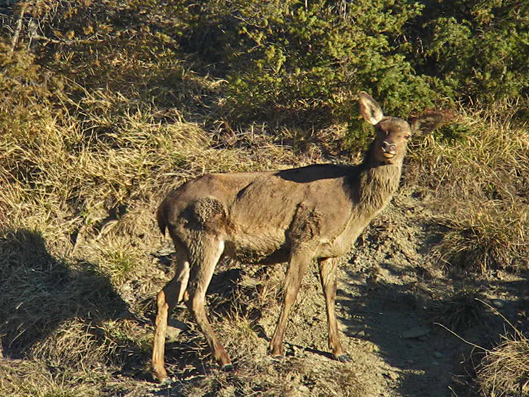 PASSIONE PER IL CERVO