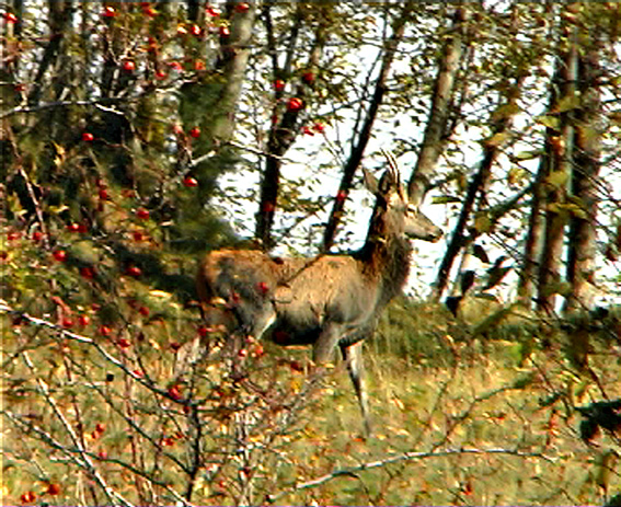 PASSIONE PER IL CERVO