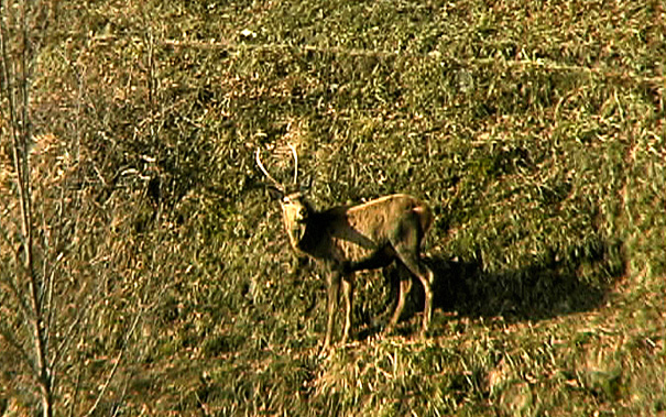 PASSIONE PER IL CERVO