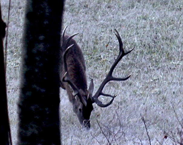 PASSIONE PER IL CERVO